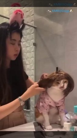 Хочешь стать парикмахером, тренируйся на кошках🥰😄