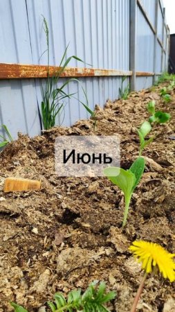 Огород-круговорот