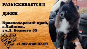 Пропала собака! ДЖЕК. Краснодарский край, г.Лабинск.