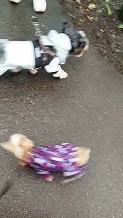 На обратном пути дождик прекратился и мы даже погуляли
Видео как странно записалось, с каким-то поме