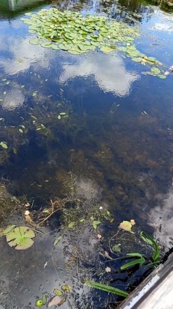 20250718 Пруд расположенный недалеко от Успенского собора и Никольских ворот, замочки на мосту.