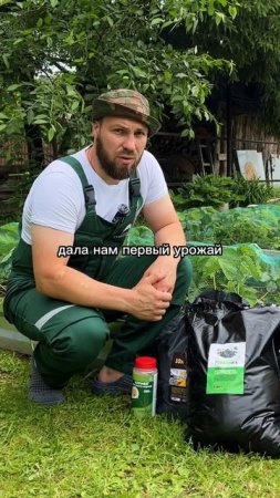 Как подкармливать ремонтантную клубнику #дача #огород #комнатныерастения #сад #garden
