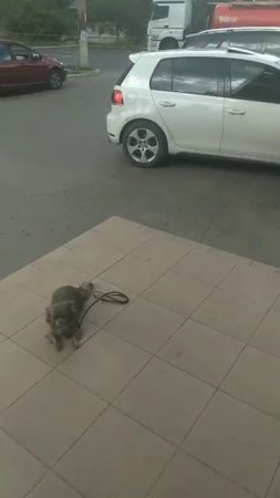 Хлоя команда место