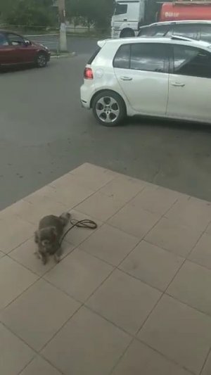 Хлоя команда место