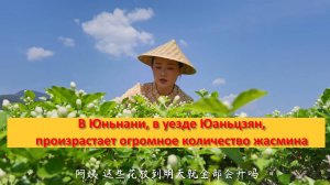 В Юньнани, в уезде Юаньцзян, произрастает огромное количество жасмина