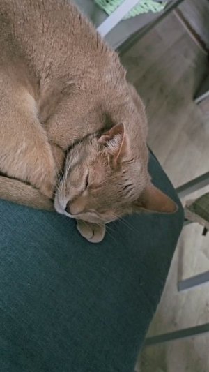Сплю весь день, так дождь на улице