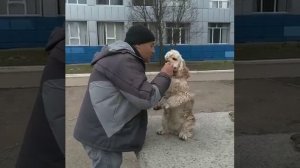 Шери