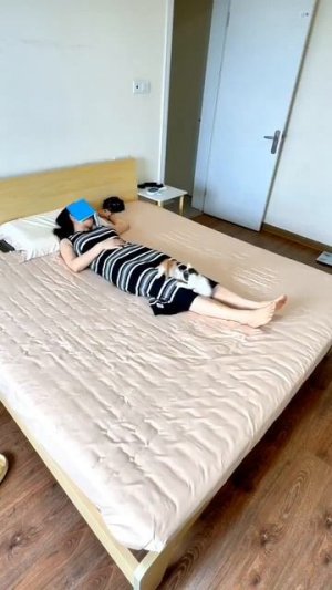 Когда в доме кошки