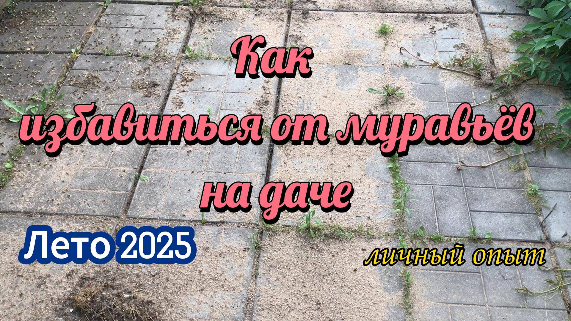 Быстрый способ избавиться от муравьёв. Муравьи уйдут навсегда!