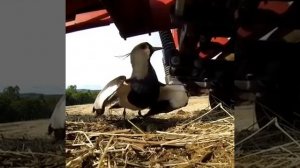 VID_20250721_231416_805.mp4