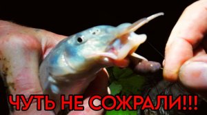 Происшествие на рыбалке. Меня чуть не СЪЕЛИ