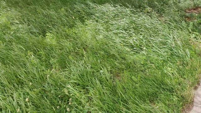 Травка во время урагана VID_20250704_141357