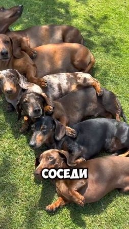 Животные приколы и не только