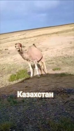 Казахстан
