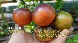 Томат КЛУБНИЧНЫЙ ВОДОПАД ПОЛОСАТЫЙ. Обзор сортов томатов!