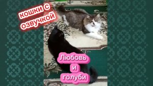 Кошки с озвучкой. Любовь и голуби.