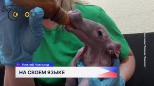 Малыш-трубкозуб из нижегородского зоопарка научился разговаривать