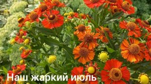 21-07-2025 Расцвел Кареопсис Сеем огурцы Вяжу коврик