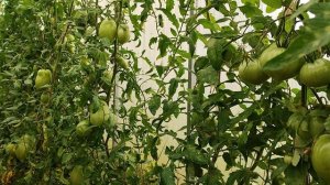 Кладоспориоз в теплице. Устойчивые сорта, неустойчивые гибриды...