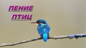 Релакс Под Пение Птиц, Успокаивающая Музыка Для Сна Полное Расслабление   -
