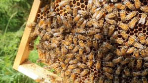 Пчелы прячут матку Бакфаст. Матка облетелась и начала сеять.