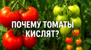 Почему томаты кислят? Вот чем срочно их нужно подкормить!