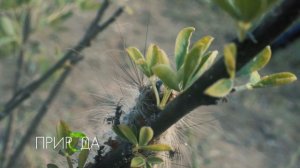 Гусеница и муравьи, Caterpillar and ants