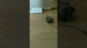 Хлоя