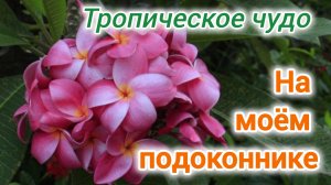 Если я не еду в Таиланд, Таиланд едет ко мне. Плюмерии.