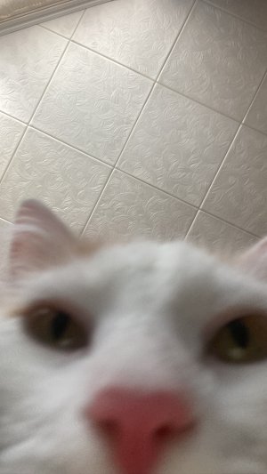 Туда эту клоуниху 🤢💩👺🤡👹🤮