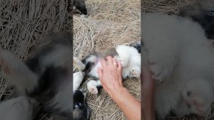 VID_20250717_175318.mp4