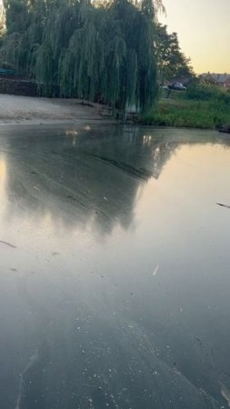 На Вербенском водохранилище в Красном Сулине произошёл массовый мор рыбы.