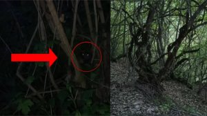 Загадочное существо пряталось в лесу в кустах | Страшные животные мистические