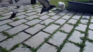 Шпиц Тиша и голуби 3