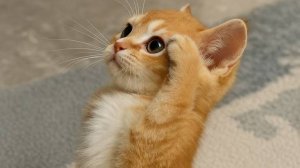 Самые смешные и милые котики в одном видео!