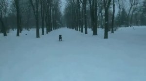 Афина.Луганск сквер ВЛКСМ
