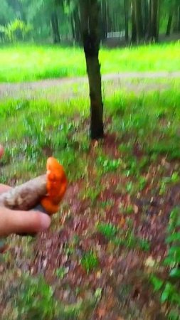 Белые Грибы Пошли УРА ВСЕ НА ОХОТУ
