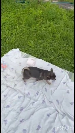 Роза🐕❤️ и первый заплыв в бассейне🏊♀️