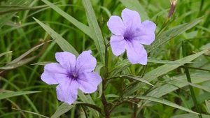 ФУТАЖ Цветы