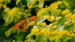 ФУТАЖ Butterfly plants green environment background