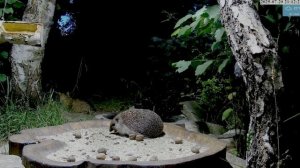 Кот пришел ловить мышей, ежик пришел перекусить- друг другу не мешают
