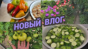 Заготовки на зиму продолжаются. Фарширую перец. Делаю вино.Помидоры в теплице приболели.