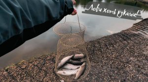 Ловля форели в «луже».