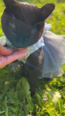 А у вас есть Лабубушечка?😻 #кот #кошка #тренд