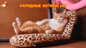 Нарядные Котики расслабляются на солнышке 🌞 🐈🐈🐈 (244)