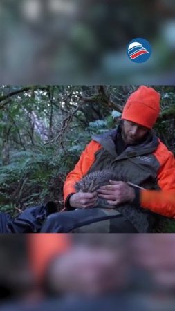 Птица, которую считали ушедшей навсегда: киви-пукупуку вернулся в Новой Зеландии