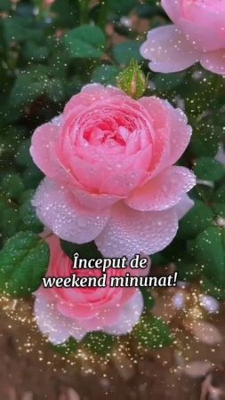 🔴 Buna dimineata! Sa aveti o zi frumoasă!!! 🌞☕🍒🍓🍒🍉🍇🍰❤️🌹💞💞 #bunadimineata