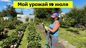Мой урожай на даче 19 июля