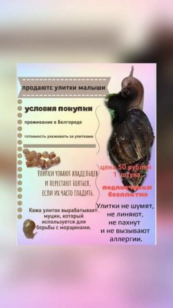 продаются улитки ахатины!!!!!!!!!!!!!!!!