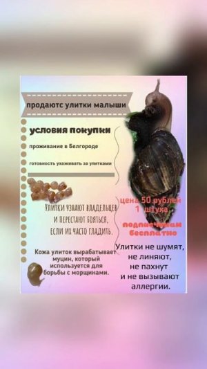 продаются улитки ахатины!!!!!!!!!!!!!!!!